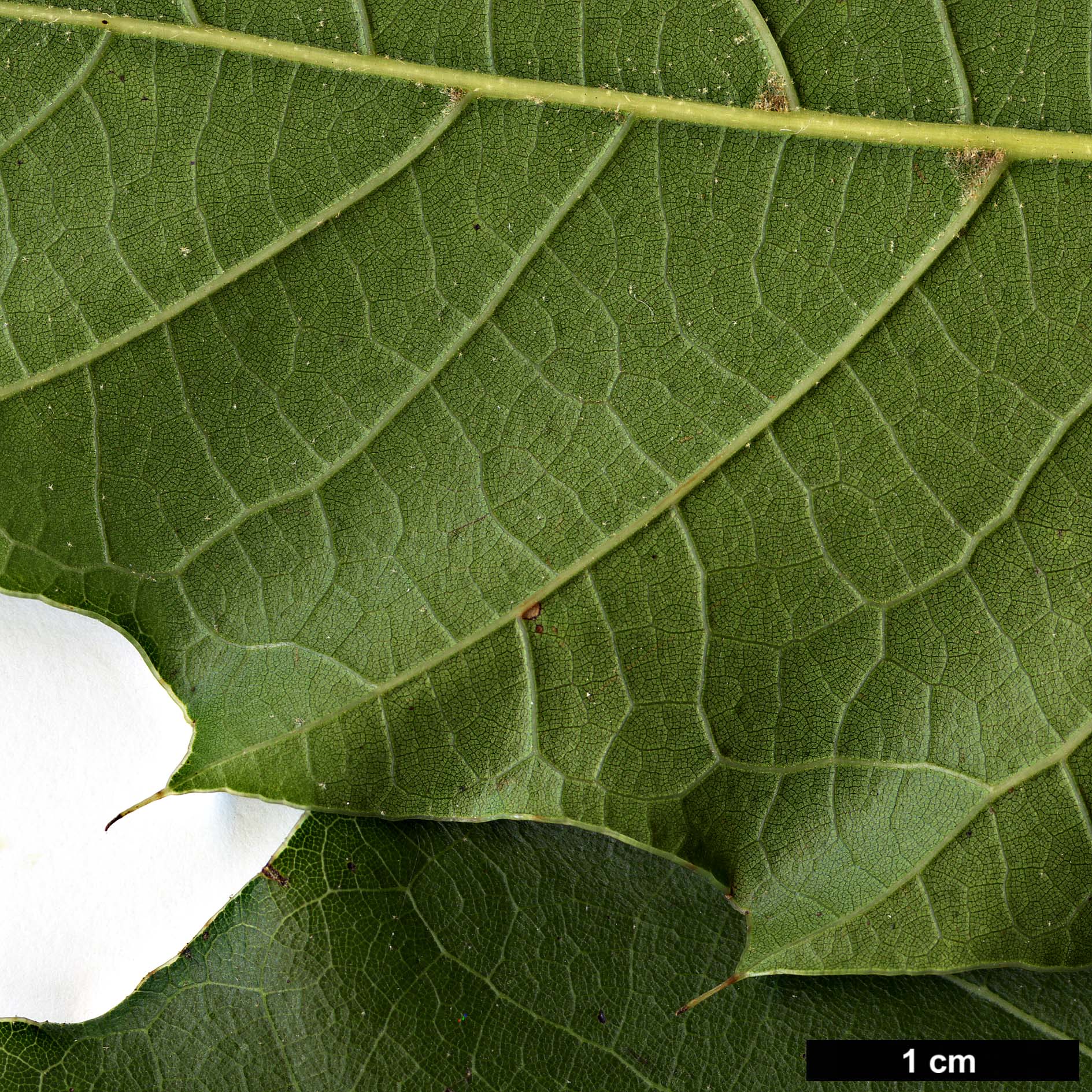 High resolution image: Family: Fagaceae - Genus: Quercus - Taxon: cortesii